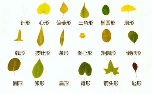 树叶里的秋天——照壁山幼儿园中班树叶粘贴画集