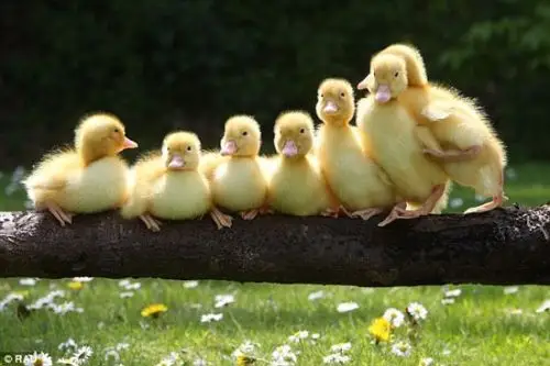 们对这个世界充满了无限的好奇,虽然照片中的这些小鸭子只有三天大,但