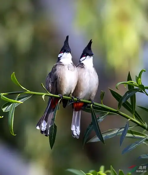 红耳鹎的恩爱秀 - 广东版 guangdong 鸟网