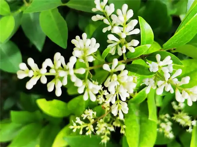 近日,市区各大游园里的金森女贞花开得正盛.