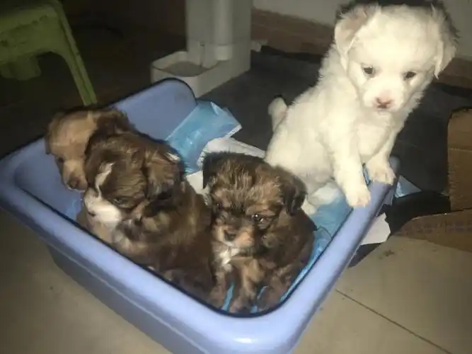 珠海领养狗狗泰迪土狗混