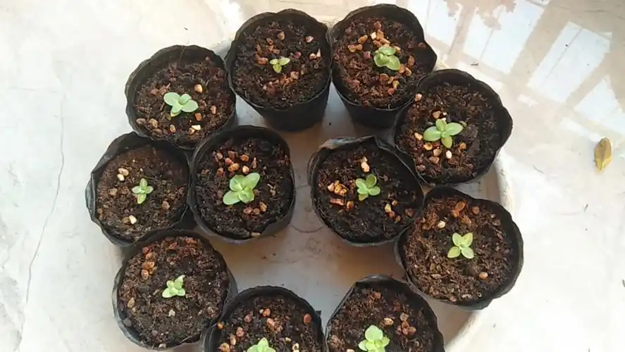 洋桔梗发芽记录.12