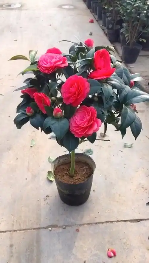 红赤丹茶花,大花重瓣,花开好看又喜庆