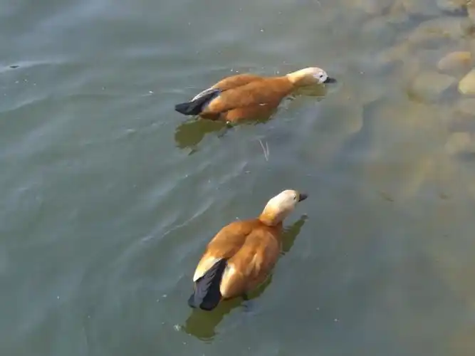 随拍水禽之赤麻鸭