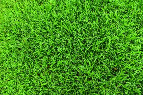 绿色的草坪贴图 草坪