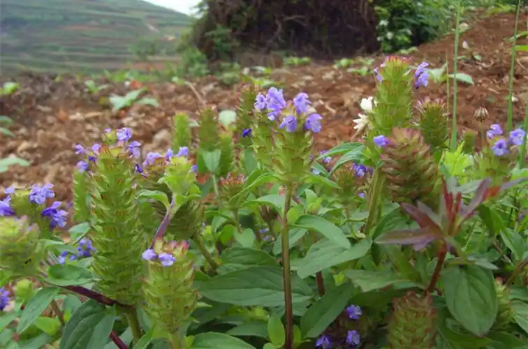 风轮菜又名节节草,蜂窝草,苦地胆,熊胆草,九层塔.