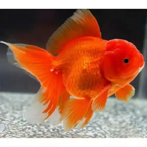 红狮子头小金鱼红金鱼狮头活体招财鱼冷水观赏鱼淡水鱼批发 红狮7-8
