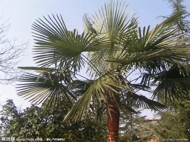 棕叶树摄影图__树木树叶_生物世界_摄影图库_昵图网nipic.com