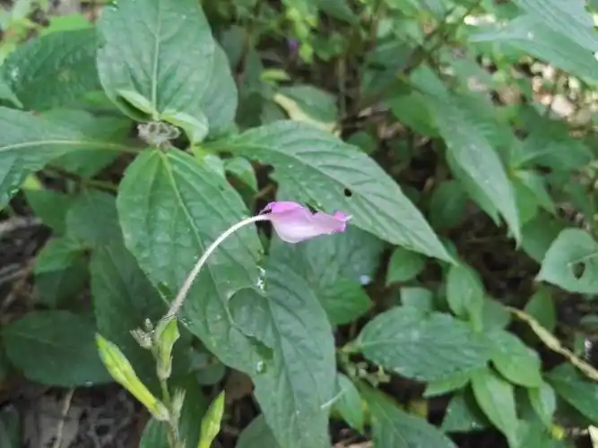 lindau】,爵床科白接骨属,多年生草本.