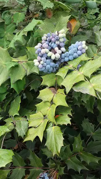 阔叶十大功劳 别名 土黄柏 土黄连 八角刺 刺黄柏