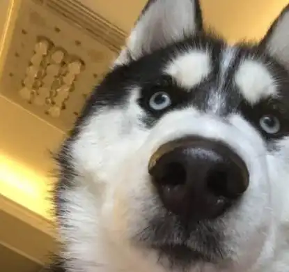 众所周知,我们只有一提到狗狗中最逗比最傻的狗狗,脑袋里就已经浮现了