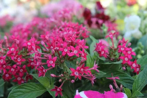 粉红色花, 花, 植物, 开花, 花瓣, 花园