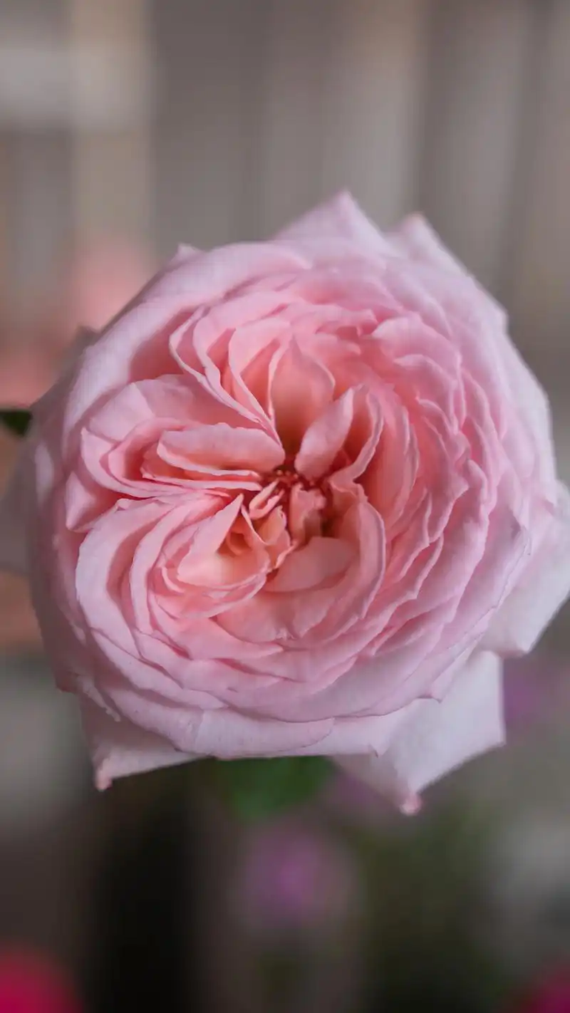 荔枝玫瑰,遇水即炸,自带荔枝味的清香.花大厚实,饱满 - 抖音