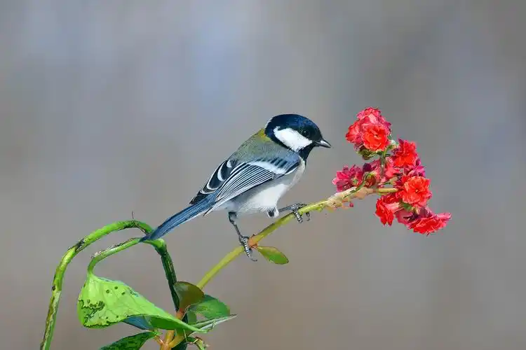 【花鸟图(2)摄影图片】生态摄影_寒江雪_太平洋电脑网摄影部落