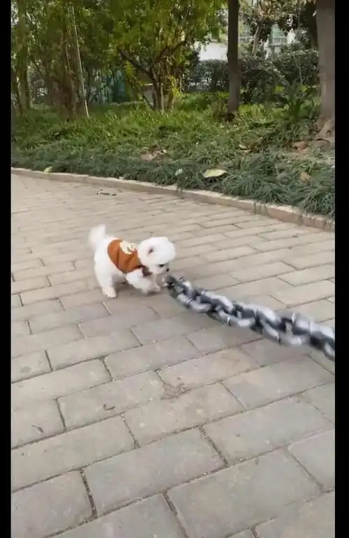 小姐姐拿着很粗的大铁链,却拴着一只很小的狗,怕它萌死别人吗?