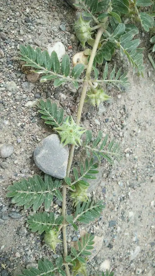 蒺藜白蒺藜功效与作用 刺蒺藜哪里购买便宜 多少钱一公斤20,蒺藜:小