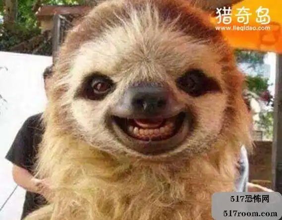 微笑狗图片本身恐怖来源于,大片的红色,易让人躁动,狗眼睛直接盯着人