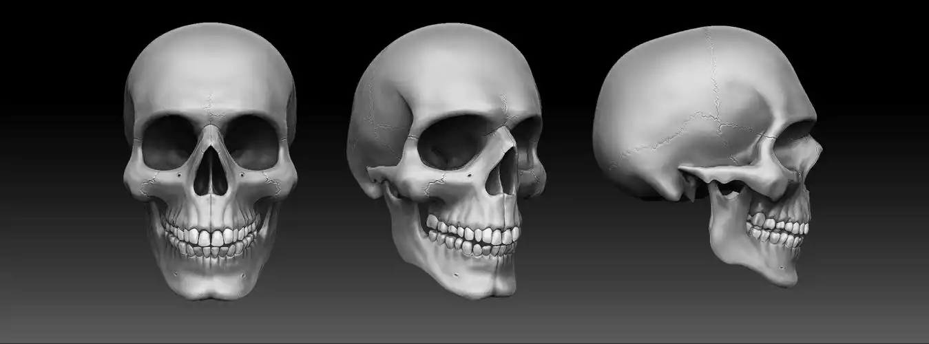 3d现实人类男性头骨,lowpoly / highpoly3d模型