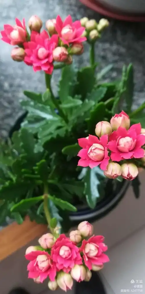 吉祥之花-----长寿花