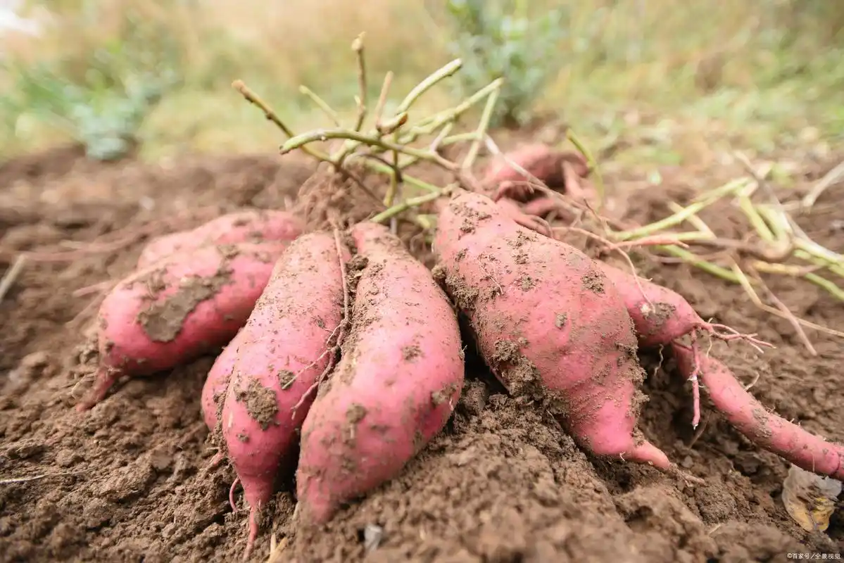 番薯- 热门商品专区