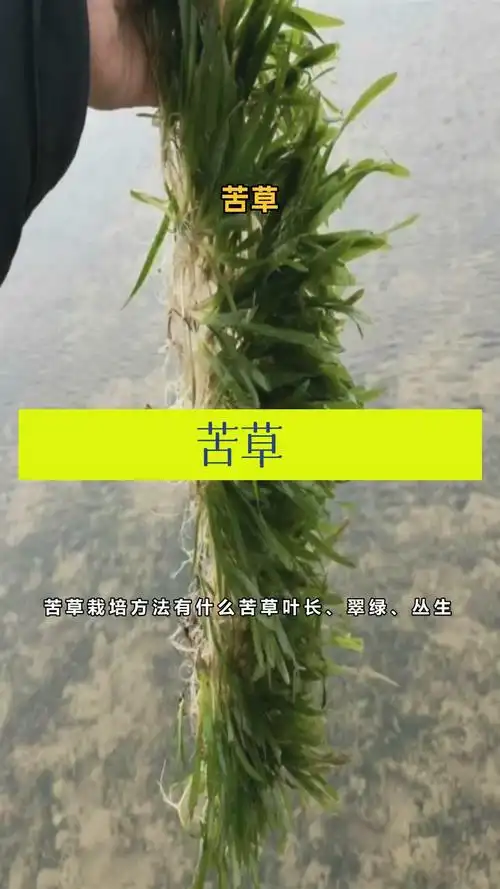 矮生耐寒苦草栽培苦草短叶苦草