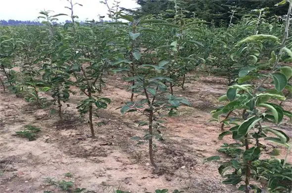 对于梨树,要对背上旺枝扭梢,过密枝疏除,临时性长枝拿枝软化,但梨新枝