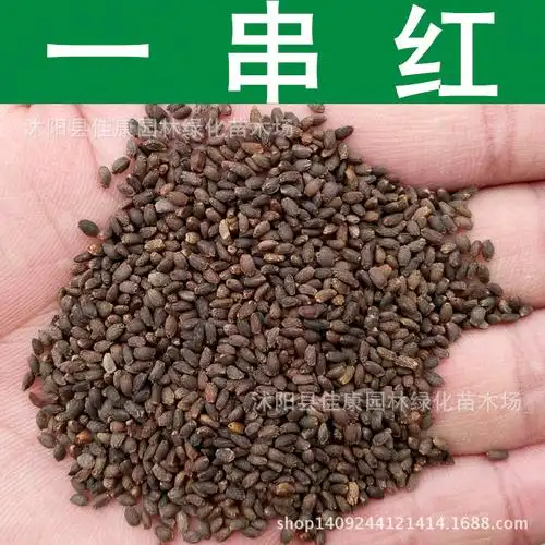草花种子 一串红种子 象牙红 爆仗红种子 一串红草种 1件=1斤