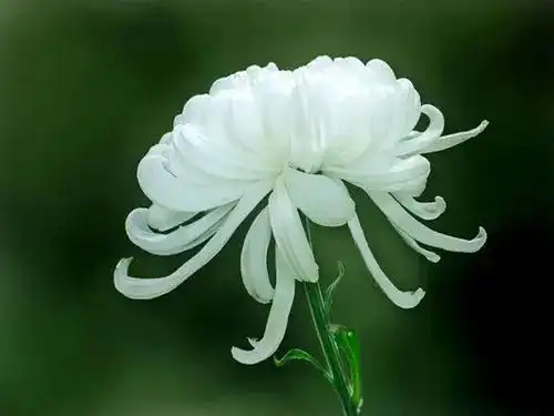 有关妈妈告别的优美句子_晶羽文学网