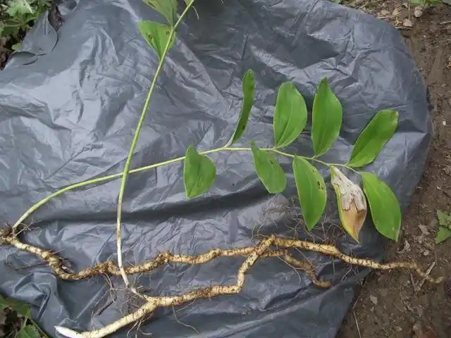 黄精和玉竹你们认识吗我们后山上有很多