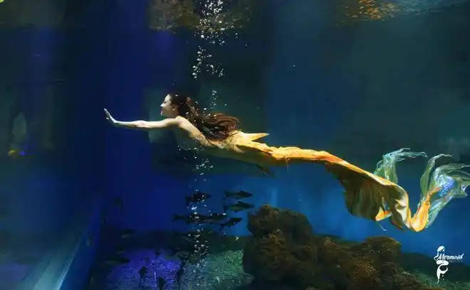 每一条美人鱼都是海洋的大使,人类对海洋充满了未知或误解,美人鱼则是