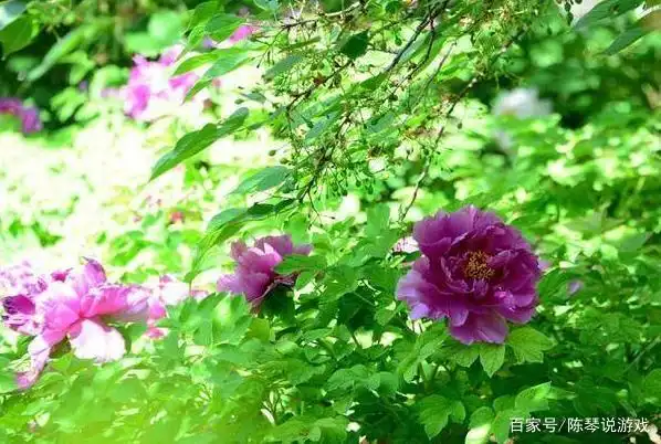 下个星期就会迎来翻身好运,四属相事业风生水起,财源滚滚