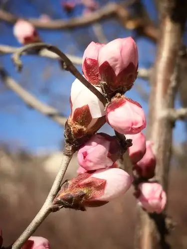 桃花花苞图片