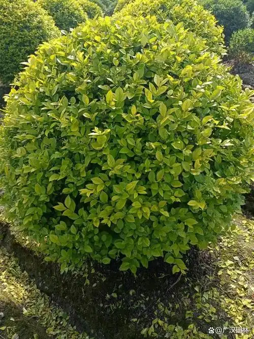 金叶女贞球是乔木还是灌木