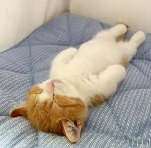 猫咪的睡姿,出卖了它的性格,很准!