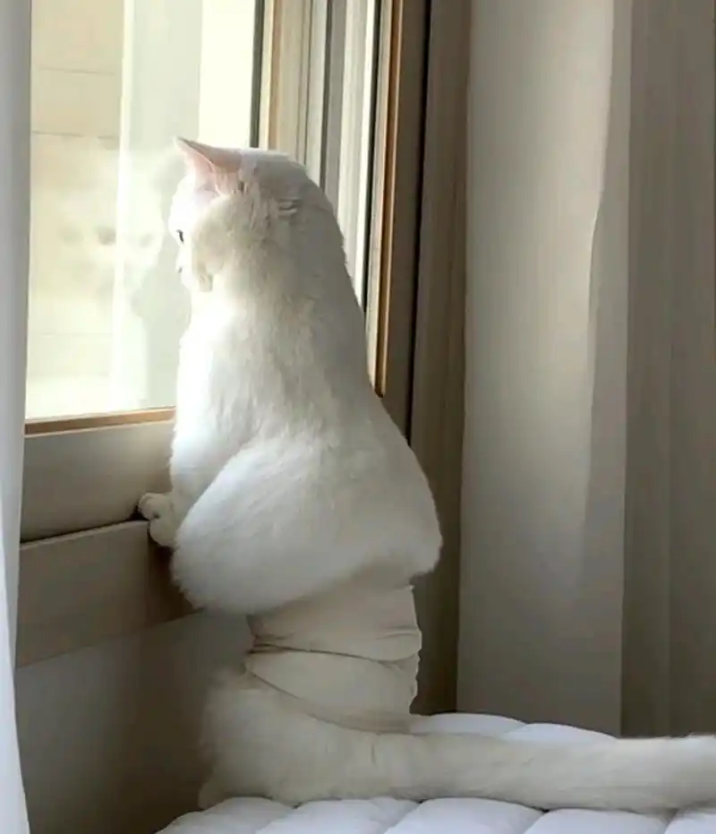 大家看看这猫咪的背影像什么,我真是笑出了鹅叫!