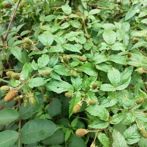 红腺悬钩子牛奶莓红刺苔马泡农村儿时野果根中药材