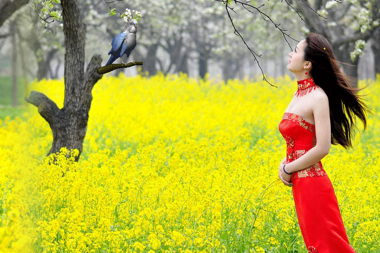 【转载】移动图欣赏 原创 (红衣油菜花美女)