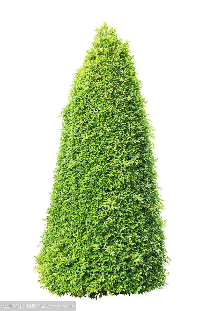 孤立的高大灌木,带有剪切路径的物体