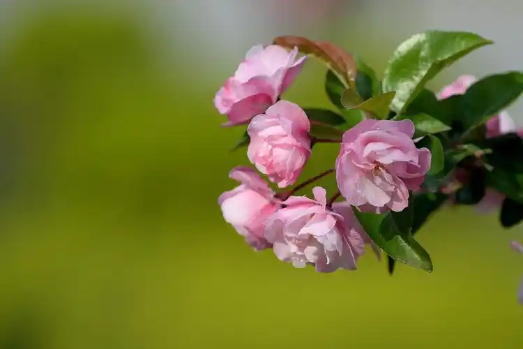 花卉,鲜花,花朵,果树,海棠,海棠花,植物花卉粉色海棠花图片 花卉,鲜花