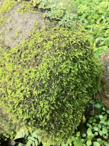 苔藓植物(常见的10种苔藓植物)