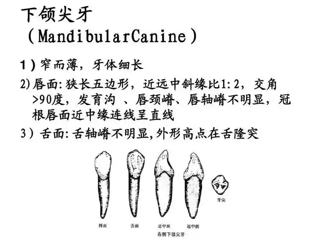 2012级第4次课口腔解剖生理学 (切牙,尖牙)ppt