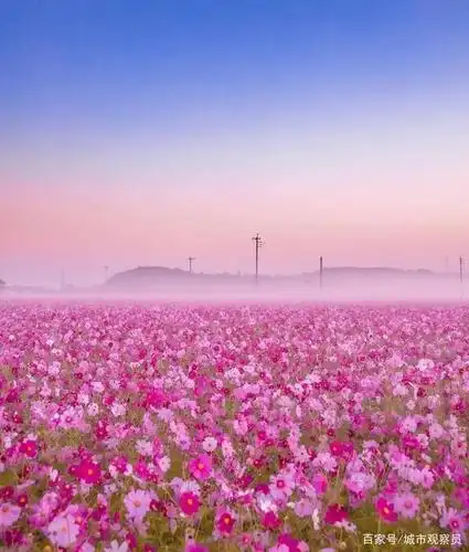 如需转载与原文作者联系 不到大海你都无法理解什么是浩瀚, 不到花海