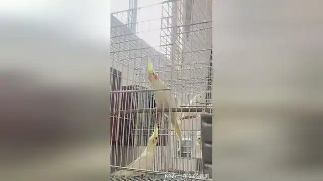 给玄凤鹦鹉分笼,20多只黄化玄凤结果只有6只公鸟?