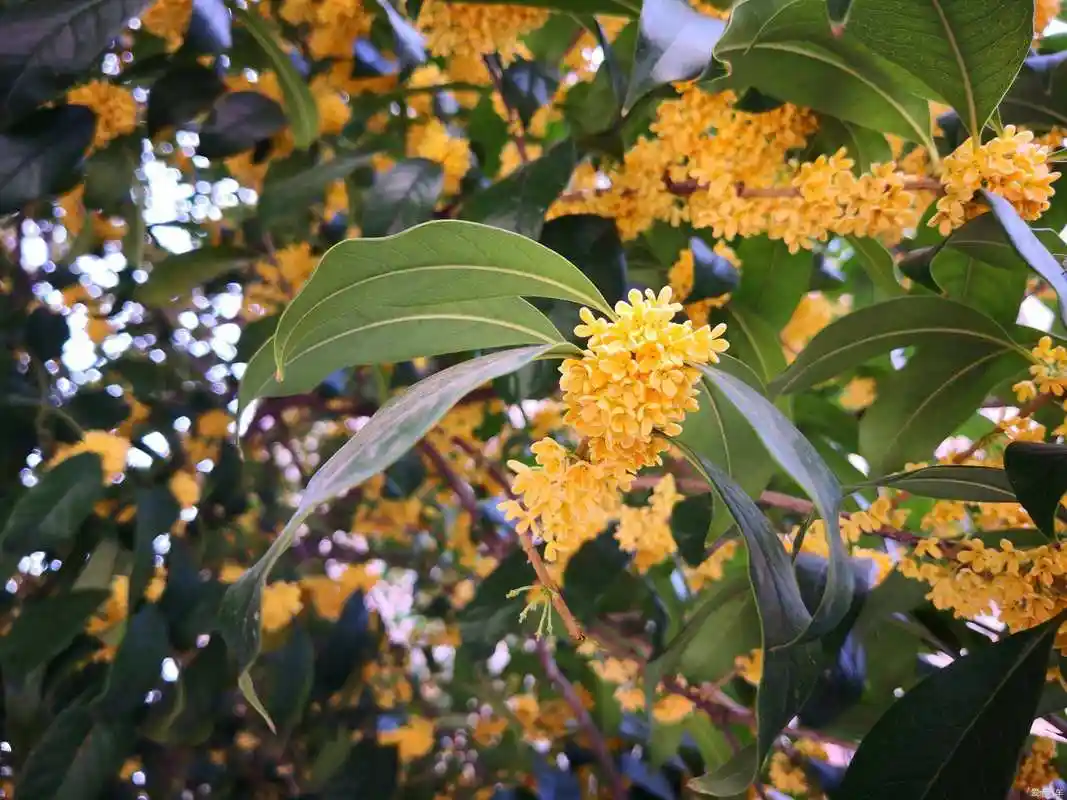 农村庭院种植桂花树,春季这样进行养护,秋季花开香味浓郁