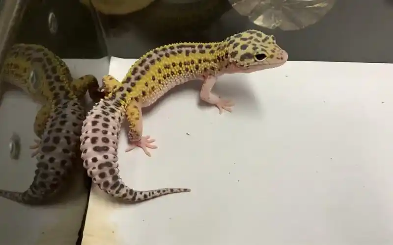 反直线雪花日蚀成长后续._哔哩哔哩_bilibili