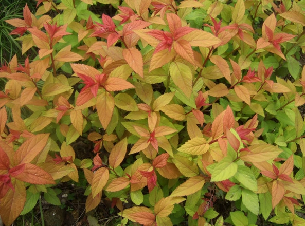 叶红花艳,冠形整齐的金焰绣线菊是观赏价值高的优良花灌木树种!