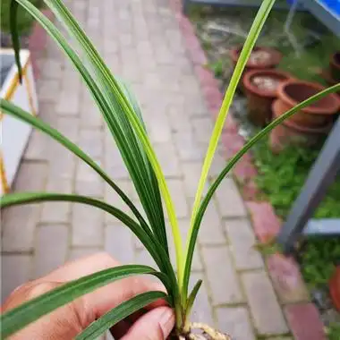 蕙兰黄心变异草