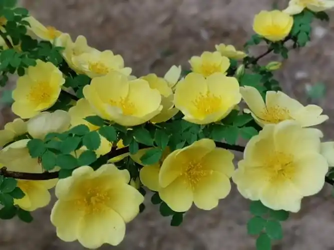 四月芳菲,黄刺玫明艳芬芳花满蹊