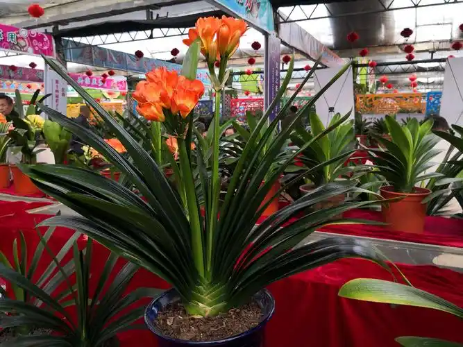 君子兰节展出的天价君子兰