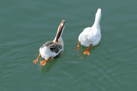 动物世界的这组动图简直要美呆了!